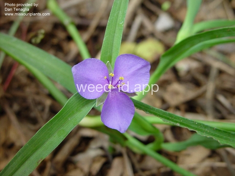 spiderwort, common